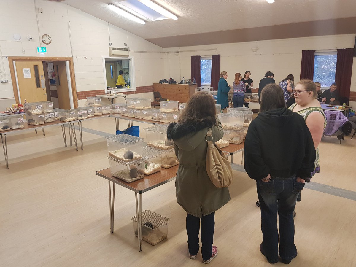 NFRSoc's tweet image. We had a great show at Colchester yesterday. As well as the usual things that happen at our shows, we had a Variety ID Workshop. The workshop is an assessment for trainee judges. However, anyone could have a go at identifying rat varieties for some fun 🐀
#fancyrats #nfrs #rats