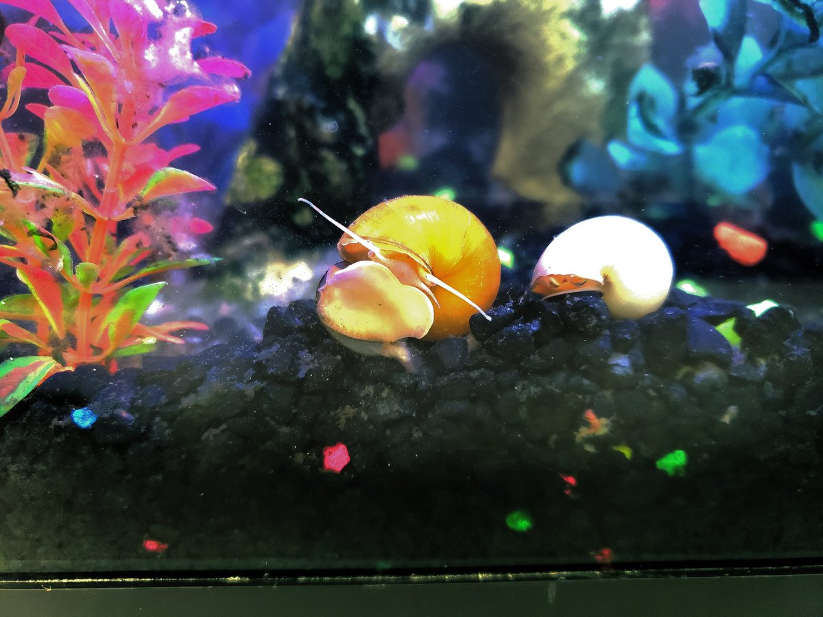 Nikki_Barcus's tweet photo. Meet the newest members of the 6th-grade Glo-fish tank, Flavius &amp; Luna, the Mystery Snails. Now let's see who can use their research skills to discover the meaning behind their names. #petsintheclassroom #BestTimeEver https://t.co/w08K8K0UEJ