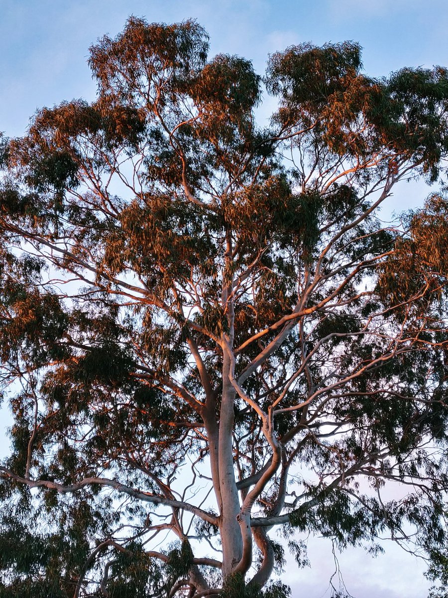 Abbotsford, Victoria #Australia