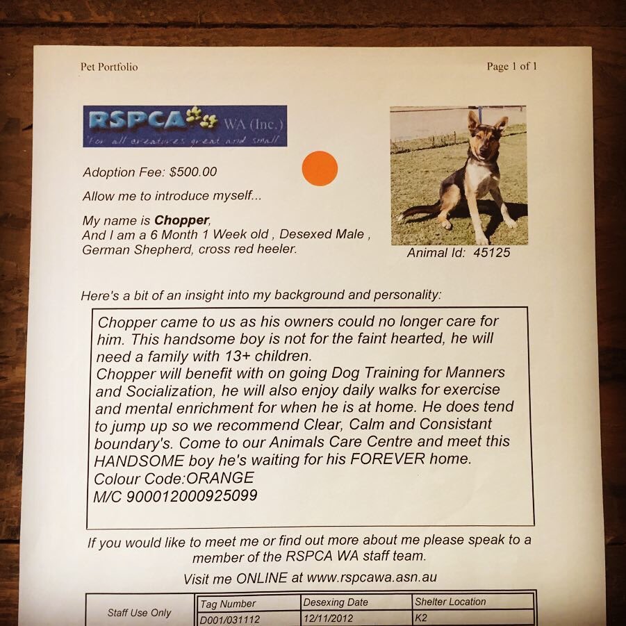 jryukich's tweet photo. Six years ago today the dog formerly known as #fureverhome #chopsdog https://t.co/EsEy8ve9BO