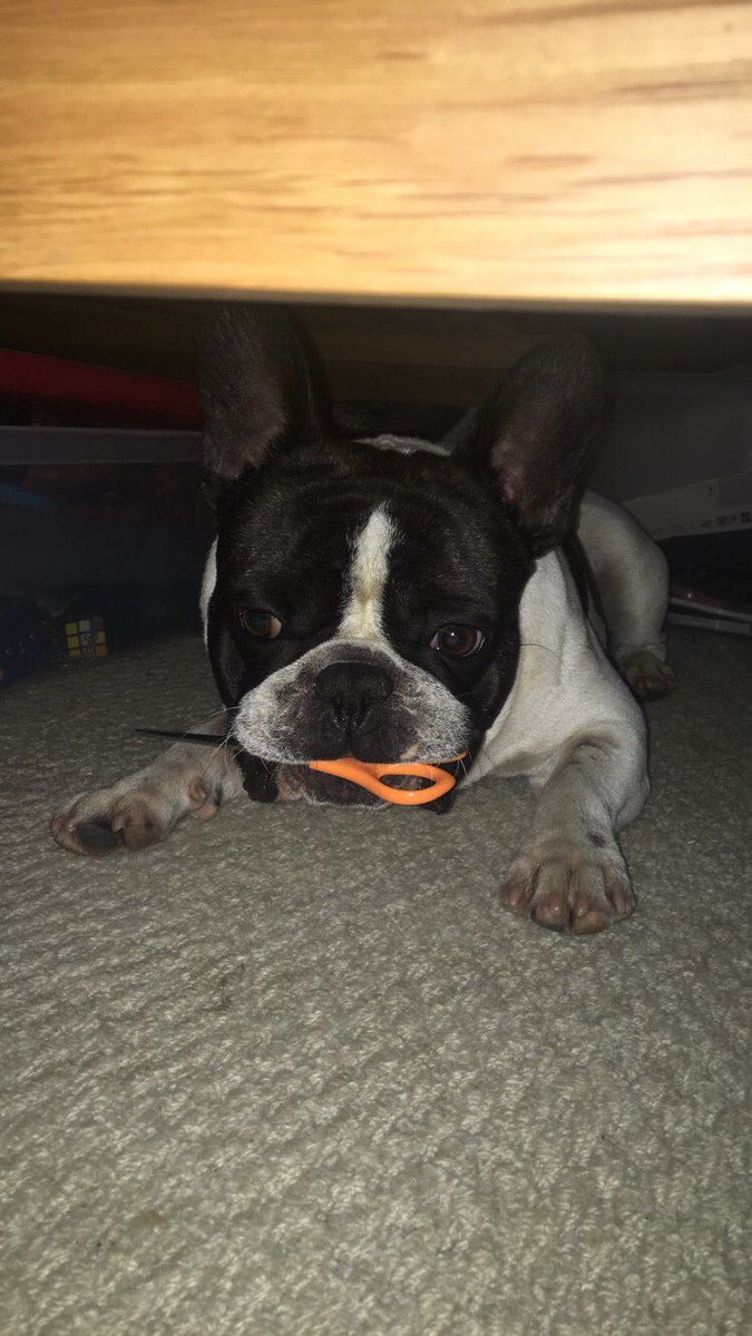 ⛵️Harry Ruff⛵️ (@harryruffell) on Twitter photo 