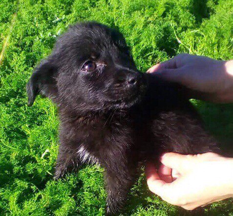 ZanteStrays's tweet photo. One of 7 more pups we are so #grateful are now safe, sweet “Thursday” needs the security, love &amp; full tummy every baby deserves. She loves people-see how carefully she listens to our volunteer?💕

#ADOPT in #UK #Germany #Holland 
#AdoptDontShop #puppy #cute #AdoptMe #puppylove https://t.co/h77G2aNUVg