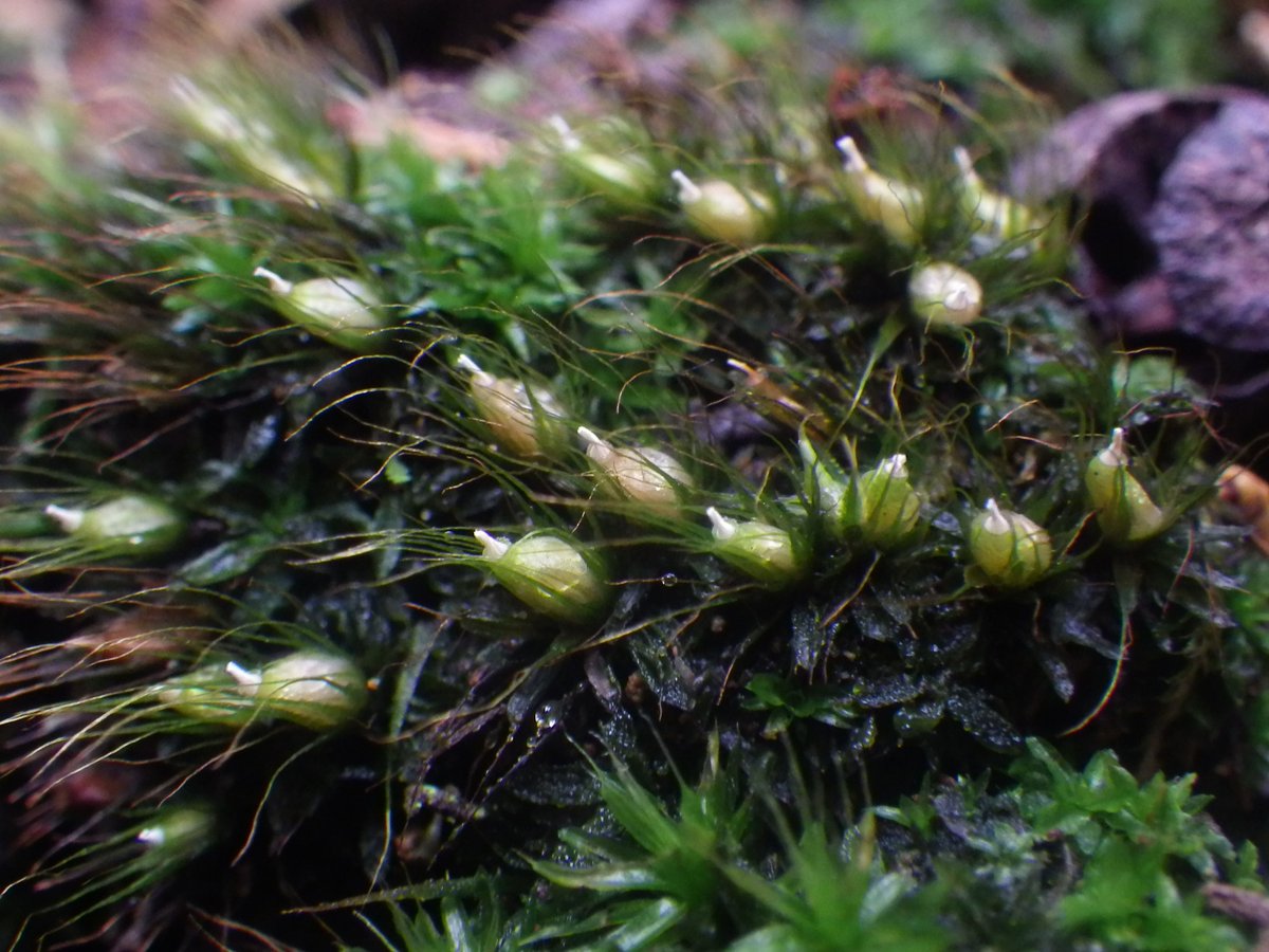 Masaki Shimamura tweet media