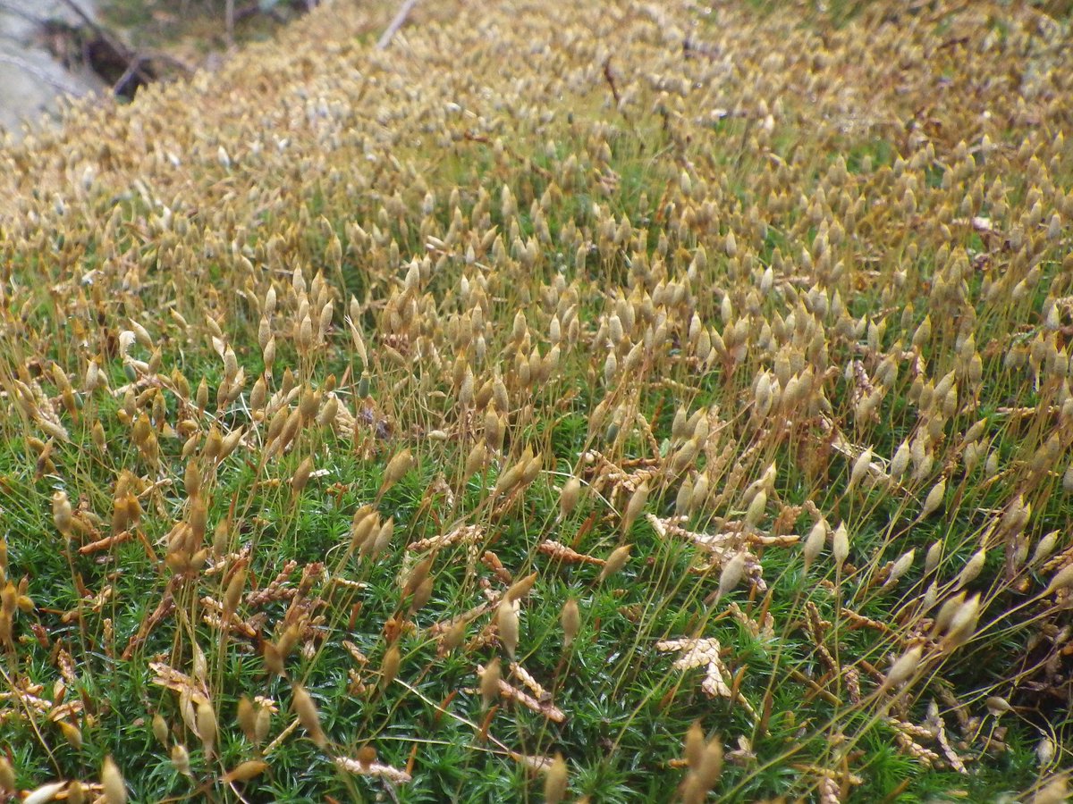 Masaki Shimamura tweet media