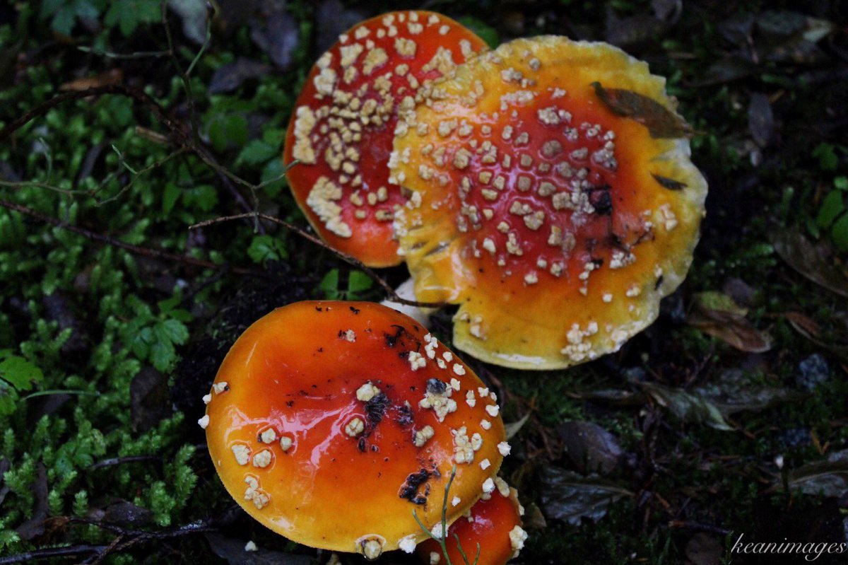 “We must accept finite disappointment, but never lose infinite hope.” - Martin Luther King Jr. #keanimages 
#explorebc #optoutside #westvan #wildmushrooms #closeup #604now #detailshot #natgeowild #qotd #yvr #veryvancouver #vancity #bctrails #beautifulbc #teamcanon #fungi #nature