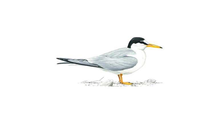 specialagentCK's tweet photo. How do you know when you've found your soul mate? They'll catch a fish, fly around, and vocalise a lot, at which point you can chase them up into the air before gliding back down to earth. If it works for the little tern, it might just work for you. #virtualaviary https://t.co/Ef1btHuQgc