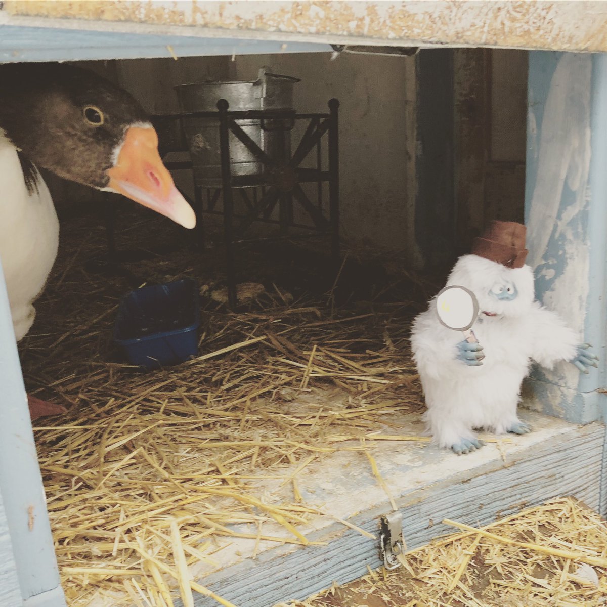 JKgoodthymefarm's tweet photo. Bumble heard some commotions the other side of the coop. He grabbed his hat and his magnifying glass to go investigate. He may want to watch his back!

#yetionthefarm #bumbletheabominablesnowman #christmascountdown #30daystillchristmas #moveoverelfontheshelf #jkgoodthymefarm https://t.co/PBFK3b4AG8