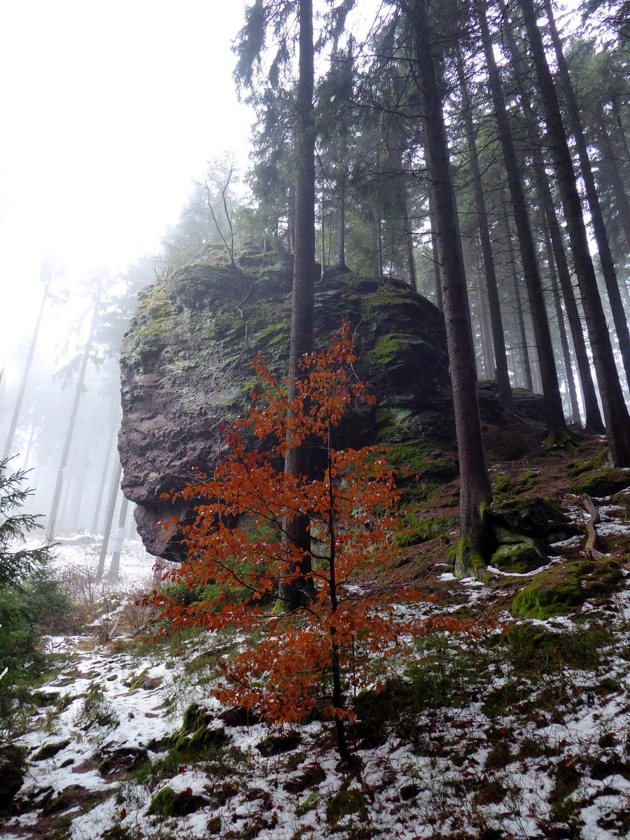 _ORMUZ_'s tweet photo. Nebelwald am #Rennsteig
Echowiese
#Manebach
#Emmastein am #Goethewanderweg https://t.co/YKUslyakrQ