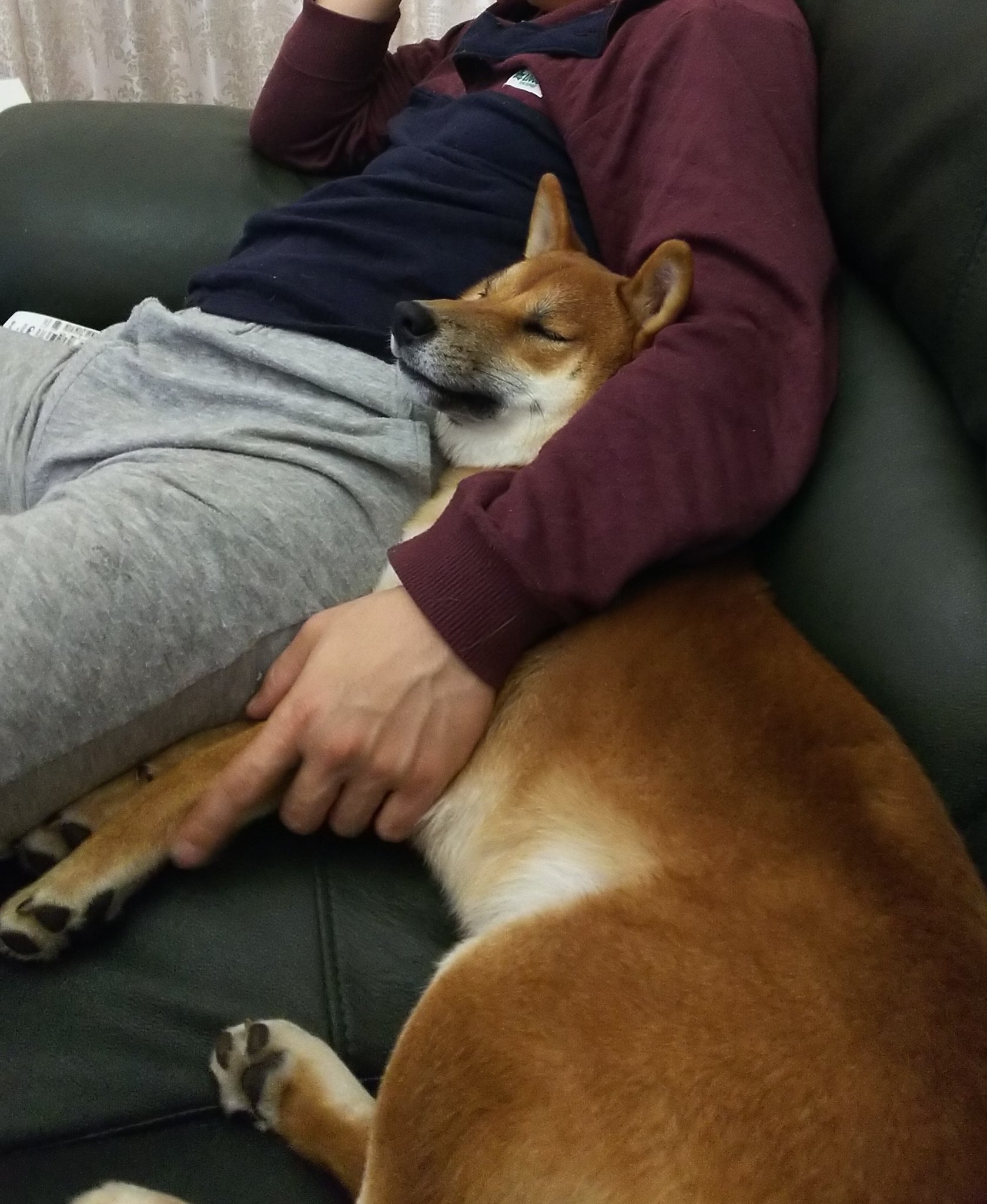 彩工堂 בטוויטר 柴犬は性格悪い なんて記事が炎上してますが そんなこと言わないでくださいよ しっかりものだけど甘えん坊でお友達来たら自ら遊ばれにいくような子もいるんですよ いとおしいよ 柴犬 彩工堂 בטוויטר 柴犬は性格悪い なんて記事が炎上してますが そんなこと言わないでくださいよ しっかりものだけど甘えん坊でお友達来たら自ら遊ばれにいくような子もいるんですよ いとおしいよ 柴犬