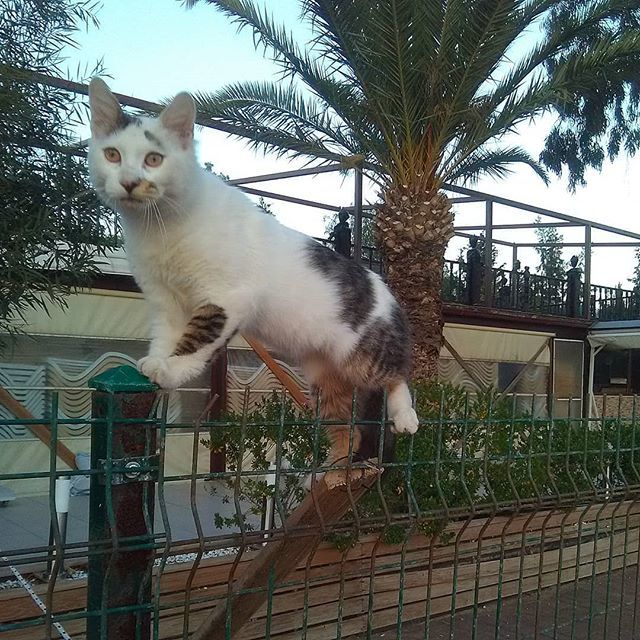 FurlingtonPost's tweet photo. I've made a huge mistake
#thedailycrumpet #catsofbodrum #catsofinstagram #catgram #catsofturkey #instacat #dailycat #catonafence #whitetabbycat #gata #gato #kedi #katze #neko #chat #kittycat #kot #meow #purr #littlehelpplease #cat #turkishcat #sillycat … https://t.co/qII98GkLiv https://t.co/Ygw3BVmuXo