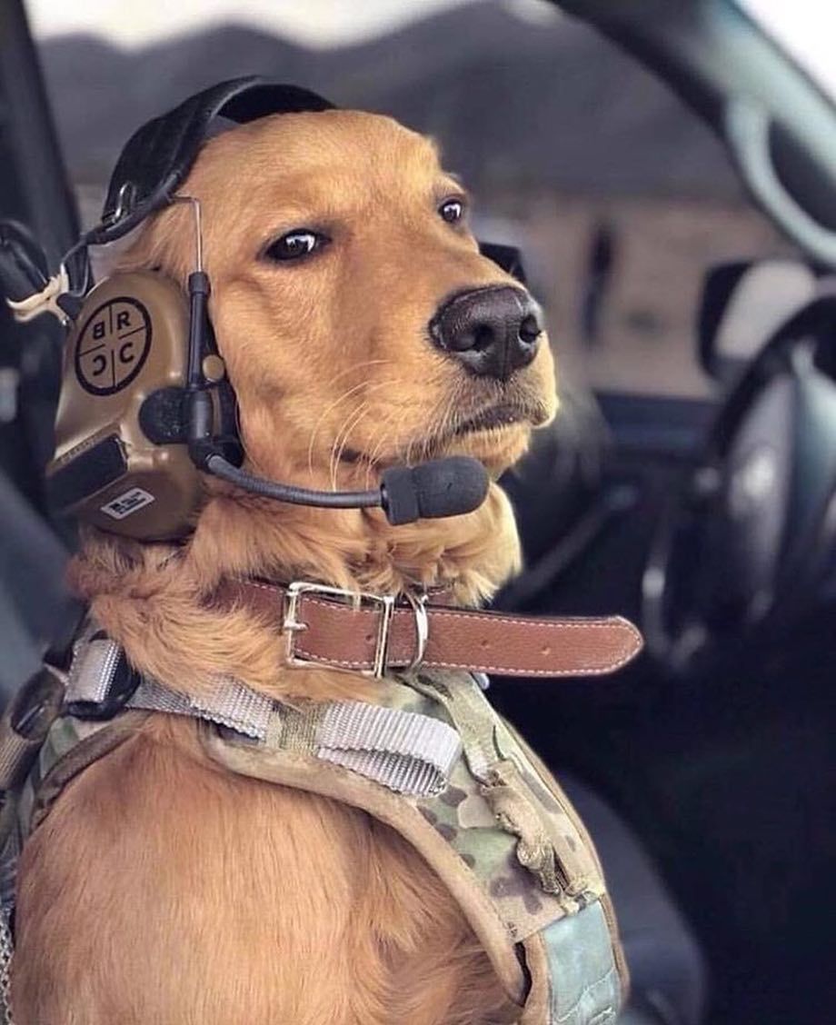ShopiFlyers's tweet photo. Please, No CAT Landings! 🐱 🐕
Hit the follow us button for more aviation enthusiasm 🚁 ✈️ ❤️
🔹    
🔹    
🔹    
🔹
#cat #dog #CatandDog #aviation #airport #airplane #aircraft #bestairport #guess #terminal https://t.co/2K81WEUKaX