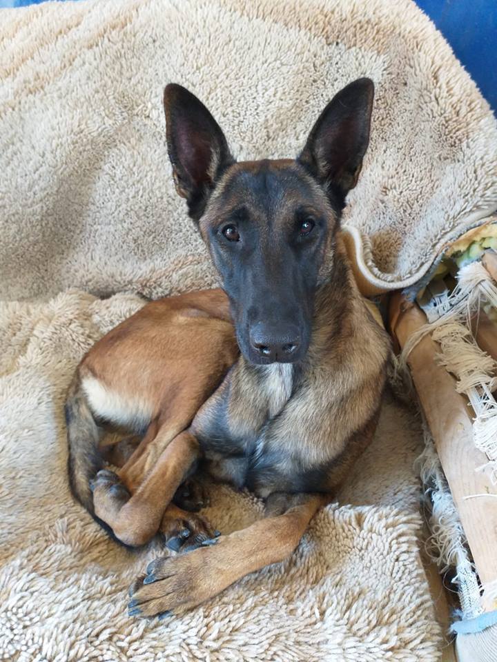 DogsRescueC's tweet photo. @perezreverte Ya no saben que hacer, ayudemos a difundir a CORA, una cachorra malinois !!!
una preciosidad, alguna unidad canina en hogar??
"Cora", 1año, hembra, Pastor de Malinois. Jóven y enérgica. Ideal para deportistas:
Tel: 626982780
Video de Cora: https://t.co/akxiIzXjxh … https://t.co/YT6LzebrCR