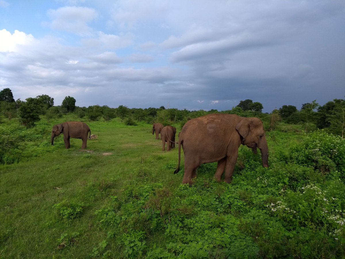 reiserauschen's tweet photo. Ganz viele #Elefanten - ganz nah... Im #Udawalawe #Nationalpark auf #SriLanka... 😍 https://t.co/maf5dkF6im