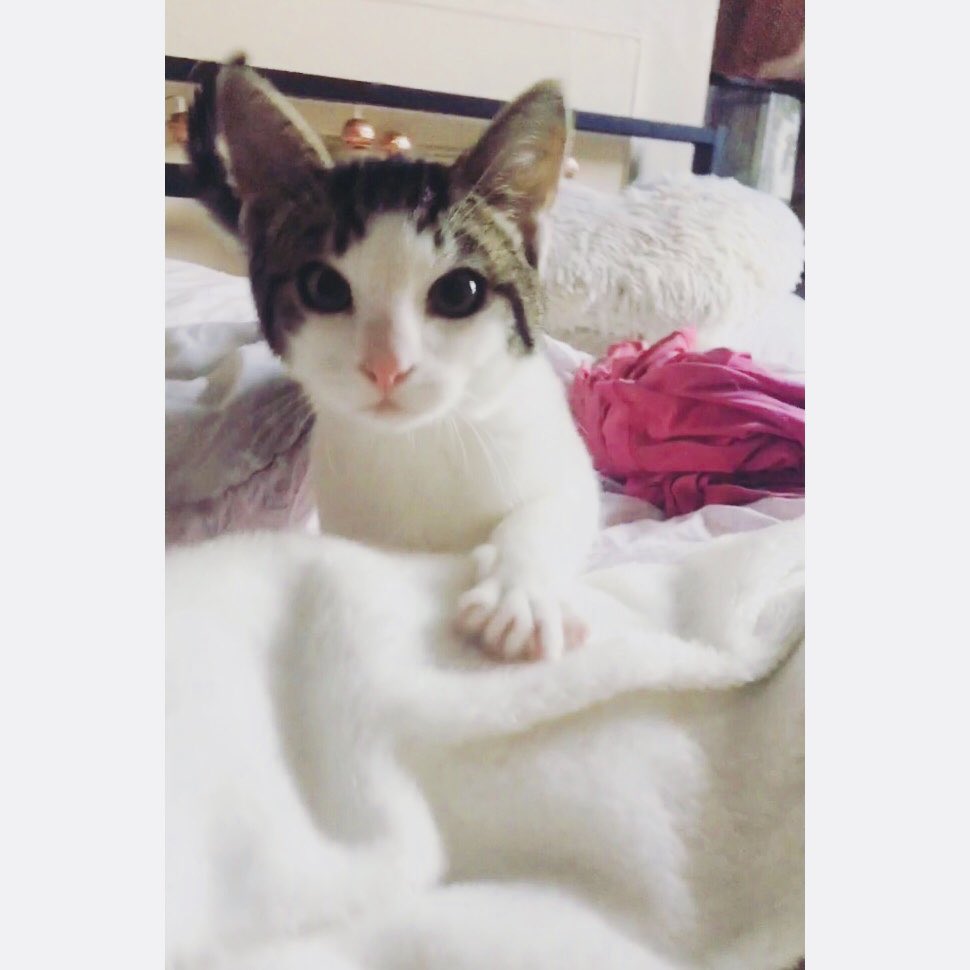 LilSoph124's tweet photo. My kitty’s cute tho 🤓💕 https://t.co/QnOvYGlSlK
