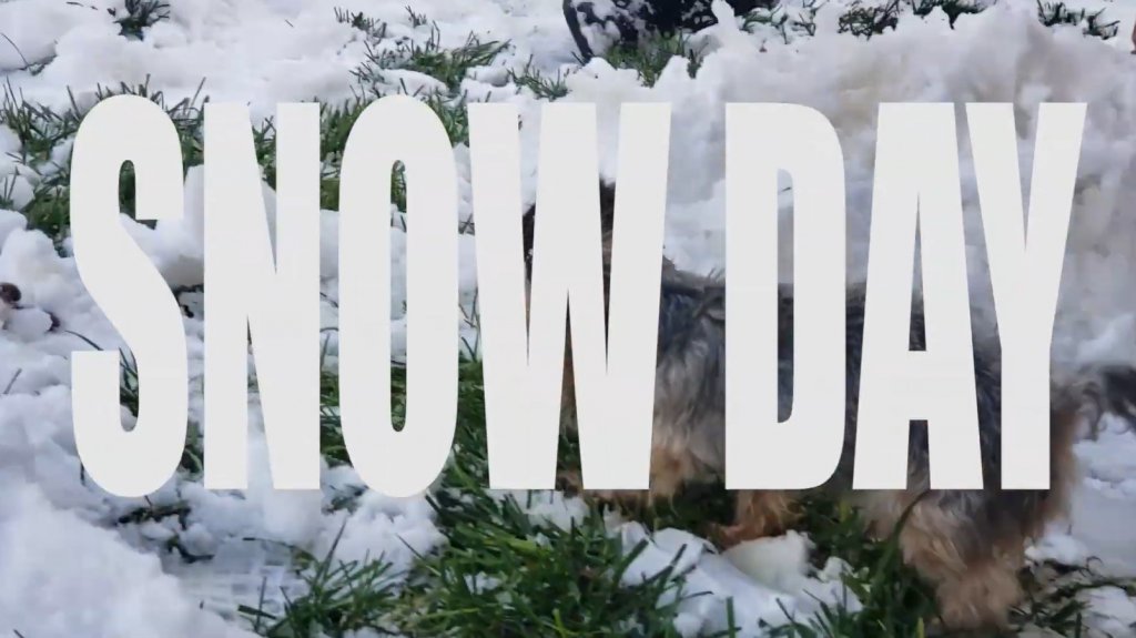 Yorkie Snow Day! #mylittleyorkiworld #yorkie bit.ly/2SdlskF