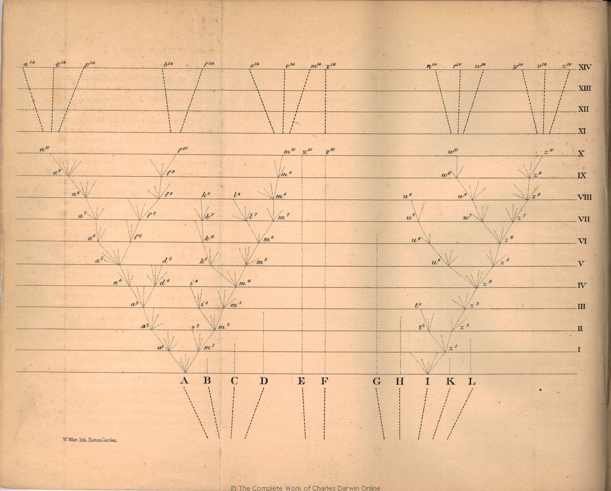 chinese in colonial burma a migrant community in