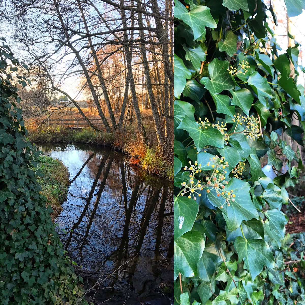SvenskVagguide's tweet photo. #Dagensfoto #Novembersöndag och #Murgrönan är vackert #frodig i det soliga #vädret i norra #Skåne https://t.co/l3ERYco2kD