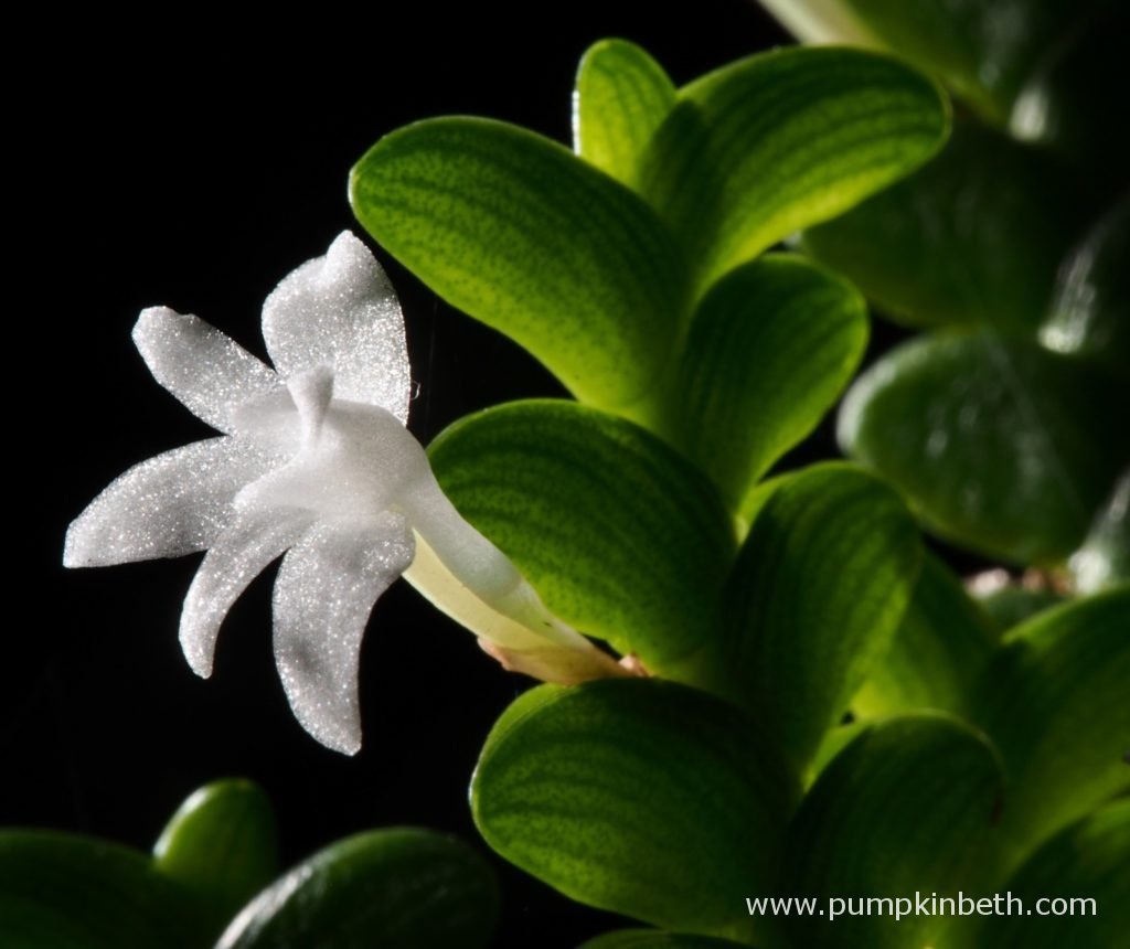 pumpkin_beth's tweet photo. #Angraecum distichum is a #beautiful #plant with fascinating #leaves! More info: https://t.co/72C806iiVP #Gardening #Orchid #Plants #Hobbies #Indoor #IndoorGardening #Houseplant #Angraecoid #Angraecums #IndoorGarden #Orchids #UrbanJungle #Species #Houseplants #Flowers #Leaf #Wow https://t.co/bCM7HjouCn
