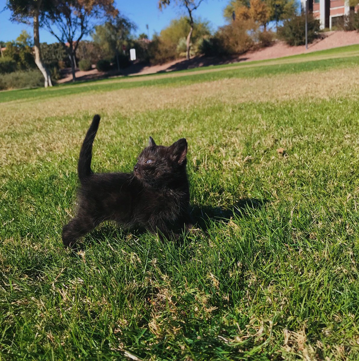 arianacheneyy's tweet photo. who wants this little kitten he's in need of a new home! dm me for more info🧡 https://t.co/4orK8exT7V