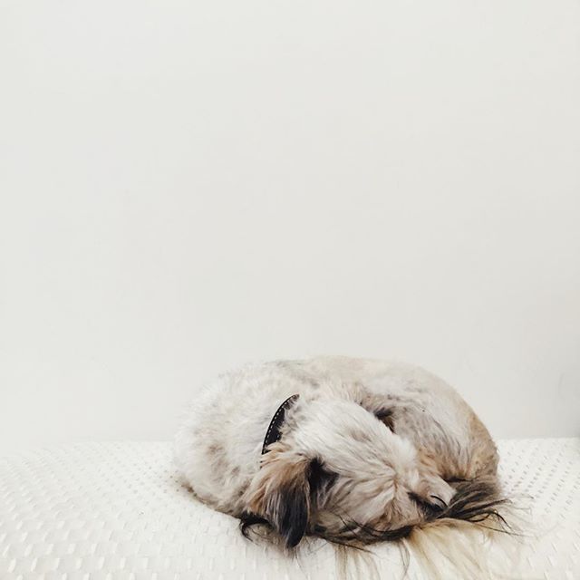 kylehs's tweet image. Entry way bench, waiting patiently for walk. 
#mrmasonjar 📷: @audrey.e.ma ift.tt/2PXjt7z