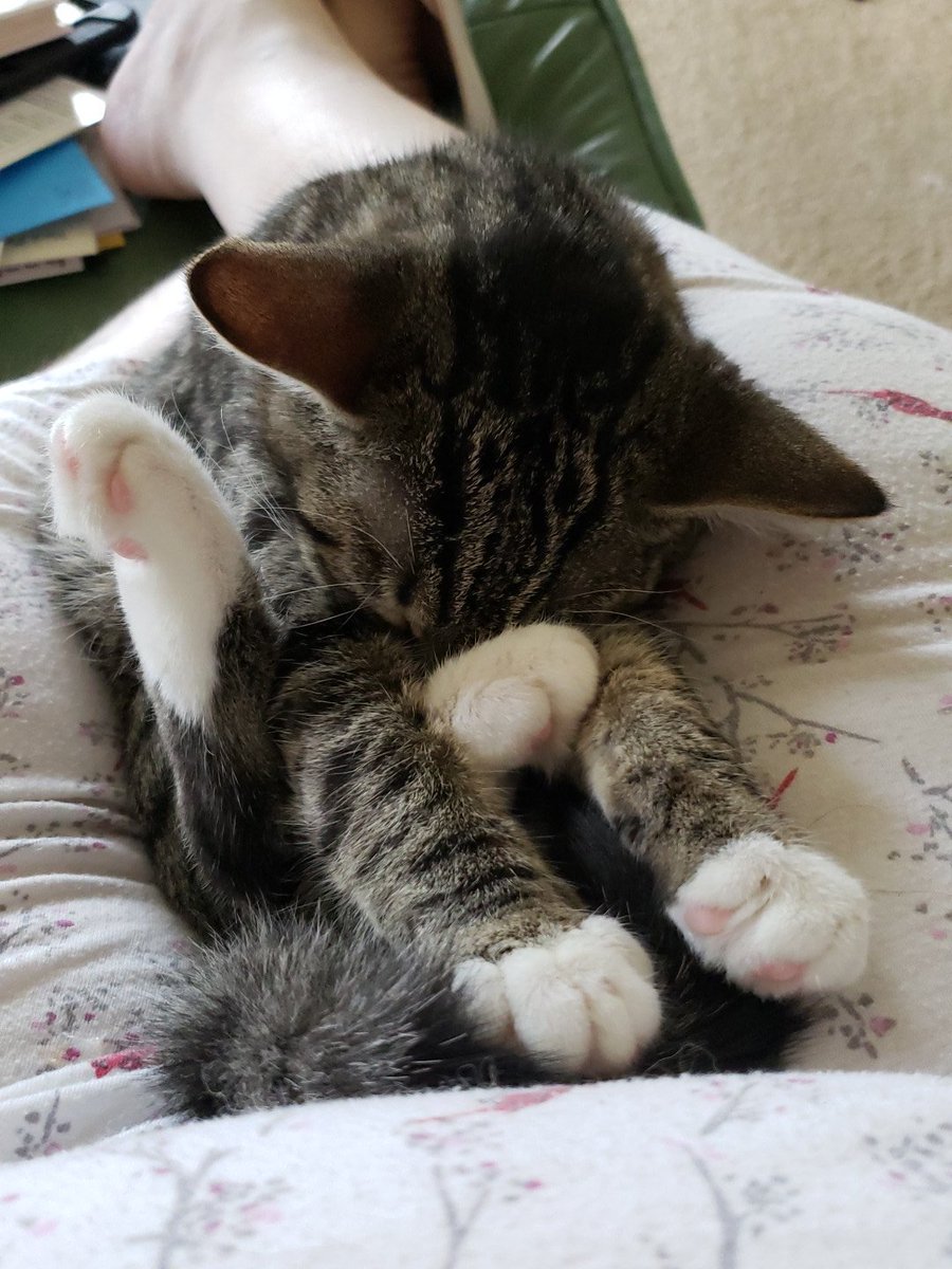 CarolDJDavis's tweet photo. @StrayLiotta I luvs momma's lap 'specially on lazy   Sunday afternoon https://t.co/PRj2Flwtty