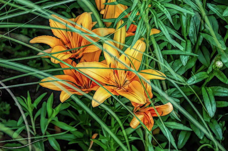 lilies hashtag on Twitter