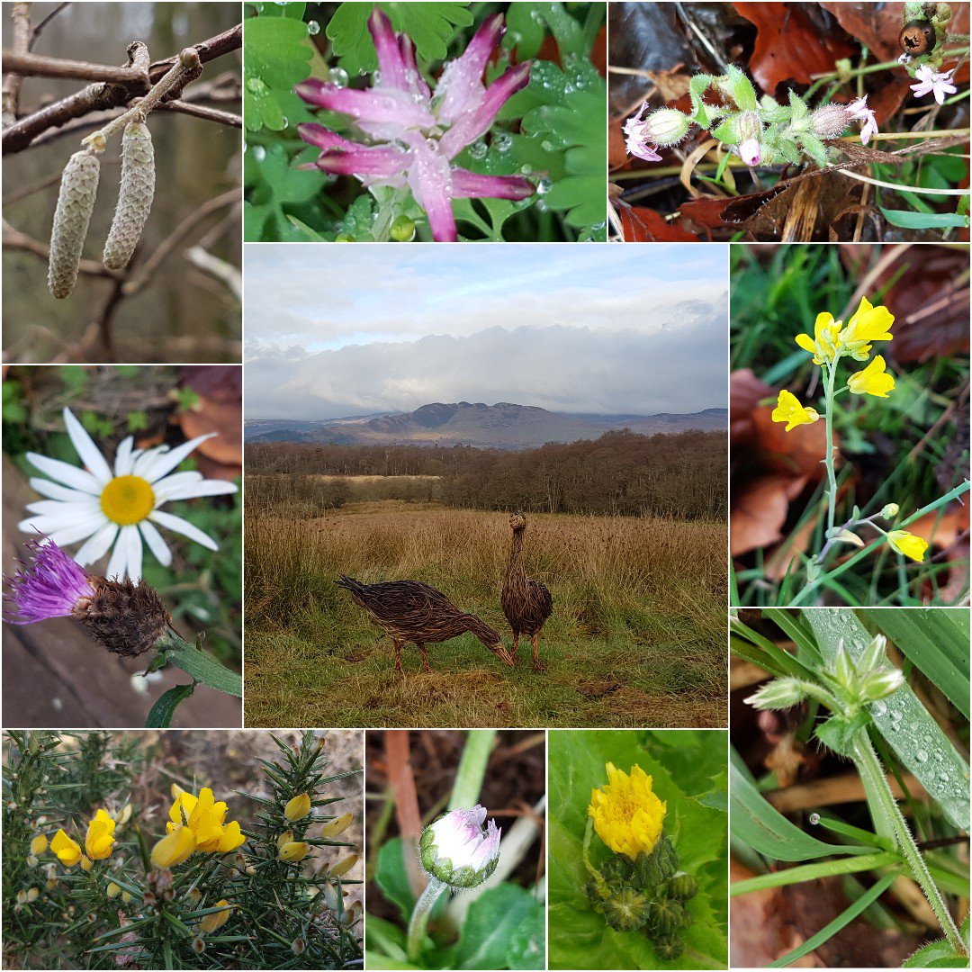 @BSBIbotany @wildflower_hour some nice finds this week at #RSPBlochlomond @lomondtrossachs @RSPBGlasgow #hazelcatkins #fumitory #redcampion #oilseedrape #mouseear #sowthistle #daisy #gorse #knapweed and #oxeyedaisy ! #thewinter10 #wildflowerhour 😊🌸❄