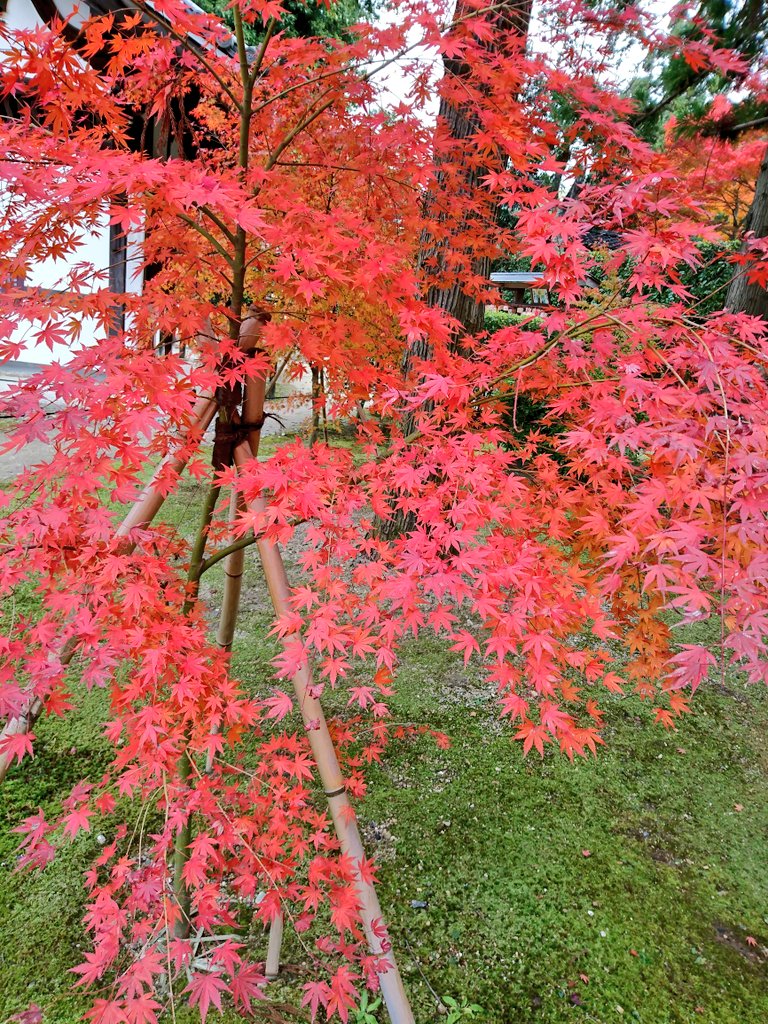 日本の伝統美

四季のある日本に生まれて
良かった🎵

俳句  短歌美しい眺めを
観ながらの言葉は
心に染み渡る

さぁて
ゆーくり切り替えて
明るく元気にね

今週もよろしくですね
("⌒∇⌒")💐🌺🍀
#写真好きな人と繋がりたい
#写真撮ってる人と繋がりたい
#私の独り言ね ＃私の自分史
＃紅葉 ＃京都