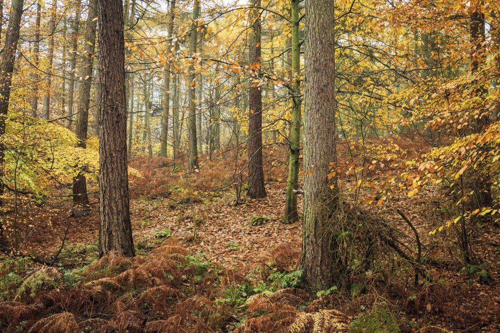 nationaltrust's tweet photo. A smattering of autumn colour @FelbriggHallNT. https://t.co/YZ05l5H8UM