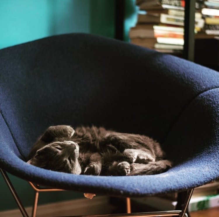 Harry_Bertoia's tweet image. #SnuggleVibes
#PhotooftheDay from @chair-aware on Instagram
Shop the exclusive Holiday Sale Now: HarryBertoia.org/Shop
#HarryBertoiaFoundation #Bertoia #Knoll #bertoiachair #eames #midcentury #modern #moderndesign #modernart #modernism #guggenheim #harrybertoia #nakashima