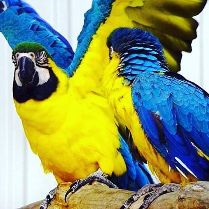 Mustafa61739880's tweet photo. #BAŞARILAR FENER BAHÇEM 💛💙 https://t.co/XO9Mm3rEeA