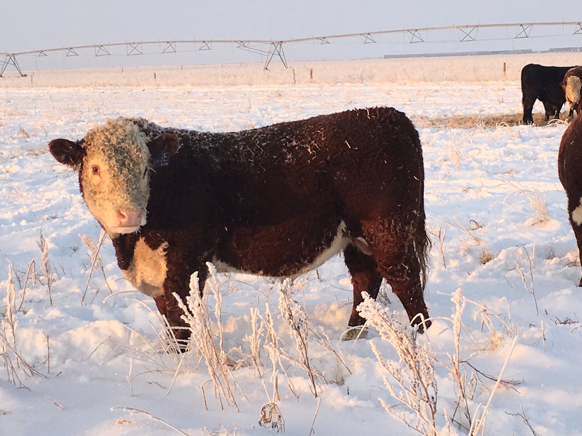 GemstoneCattle's tweet photo. Sale Bulls still out grazing this morning. They sell Wednesday December 5, 2018 
Catalog and videos of the bulls can be viewed at https://t.co/HojgAMMg06 or call if you have any questions about the bulls (403) 633-0530
#foragedeveloped https://t.co/igOPF55Rwk