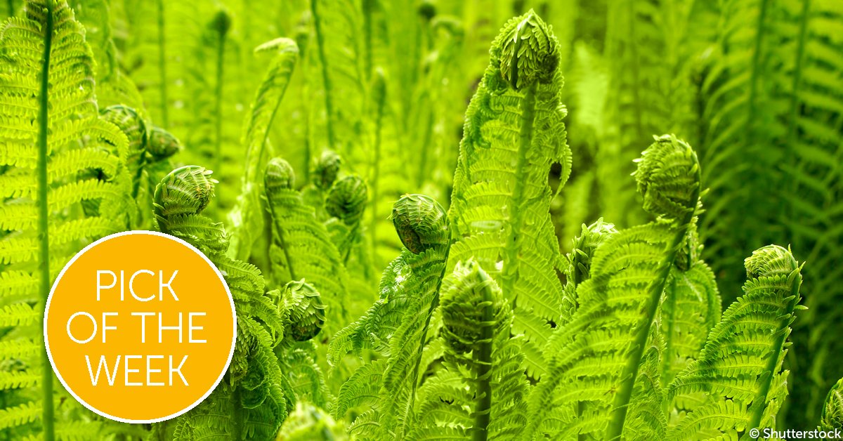 RoySocChem's tweet photo. Scientists in the US are looking to evolution in nature for inspiration to help them make more robust catalysts that could one day help to produce energy from hydrogen. #ChemSciPicks https://t.co/7fclQQlBZh https://t.co/5XcDLFMnE8