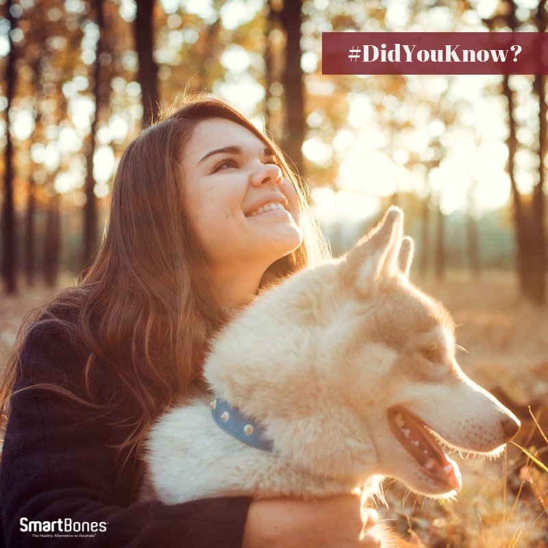 SmartBonesPets's tweet photo. #DidYouKnow? Humans have kept dogs as pets for over 12,000 years.
#doglovers #dogs #smartbones https://t.co/qclYomgpbg
