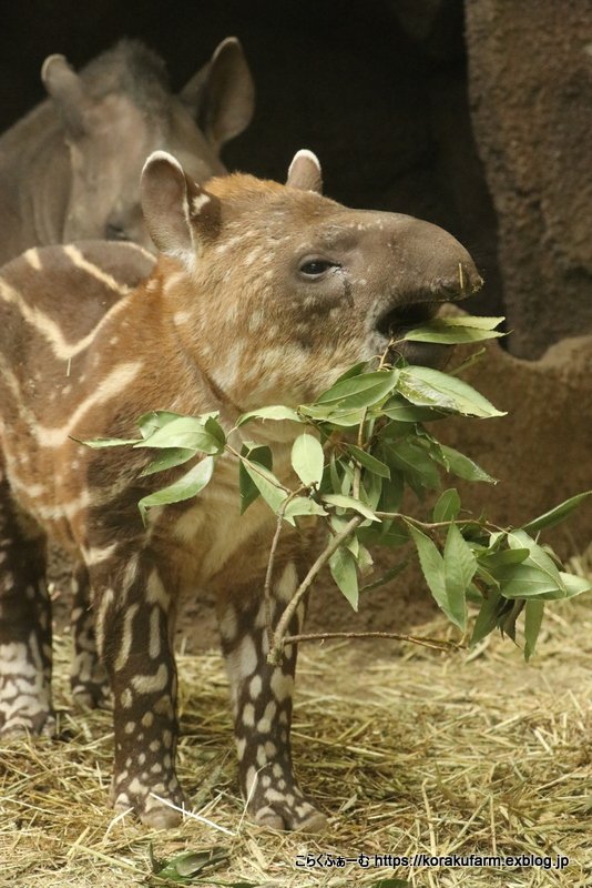 駱駝亭こらく Exblog はじめまして アメリカバク メイちゃんとハニワくんの赤ちゃん T Co Msqbuiyojq 神戸から 那須どうぶつ王国 に移動した アメリカバク ブラジルバク のメイちゃんとハニワくんの間に生まれた元気な赤ちゃんに会えました