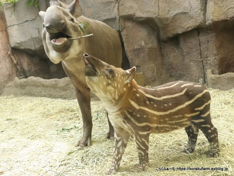 駱駝亭こらく Exblog はじめまして アメリカバク メイちゃんとハニワくんの赤ちゃん T Co Msqbuiyojq 神戸から 那須どうぶつ王国 に移動した アメリカバク ブラジルバク のメイちゃんとハニワくんの間に生まれた元気な赤ちゃんに会えました