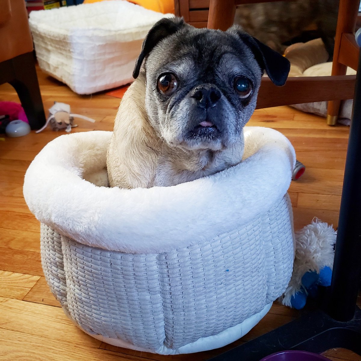 funaek's tweet photo. Doughy has fully claimed this cuddle cup as hers. #cousindoughy #cuddlecup https://t.co/8TxYLLufO4