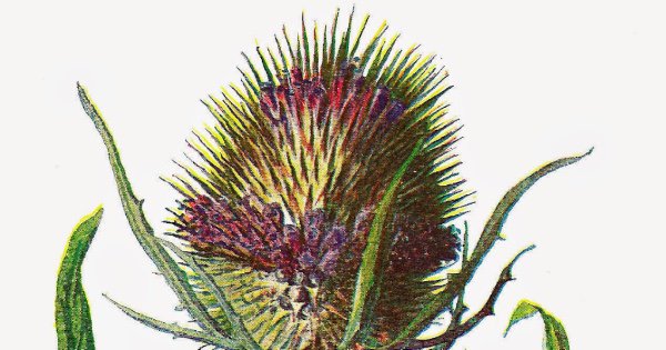 FloridaNativePlants tweet media