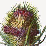 Photo by FloridaNativePlants (@NativePlantsFL)