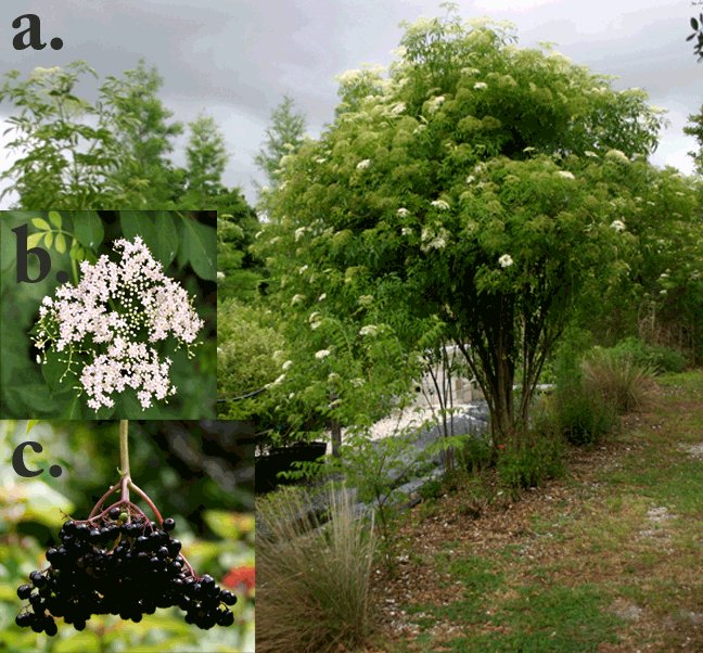 FloridaNativePlants tweet media