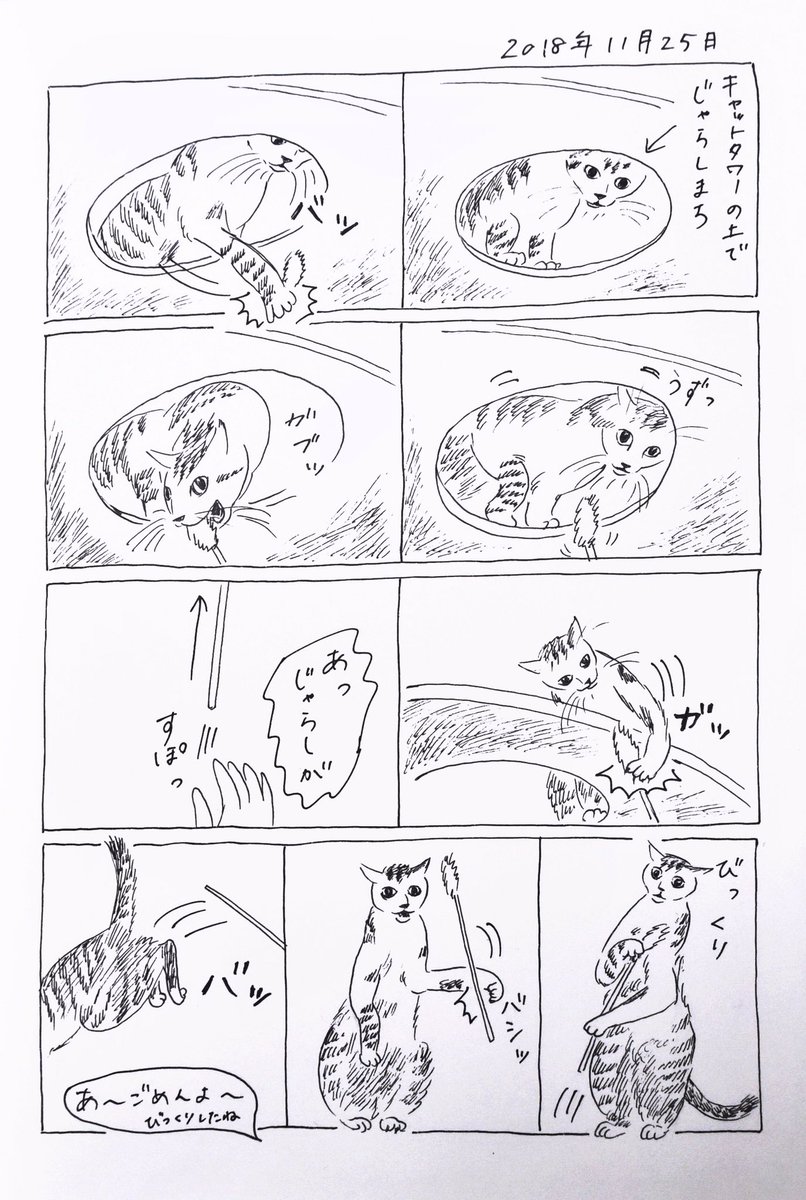 2018/11/25のぎんちゃん  #今日のぎんちゃん 