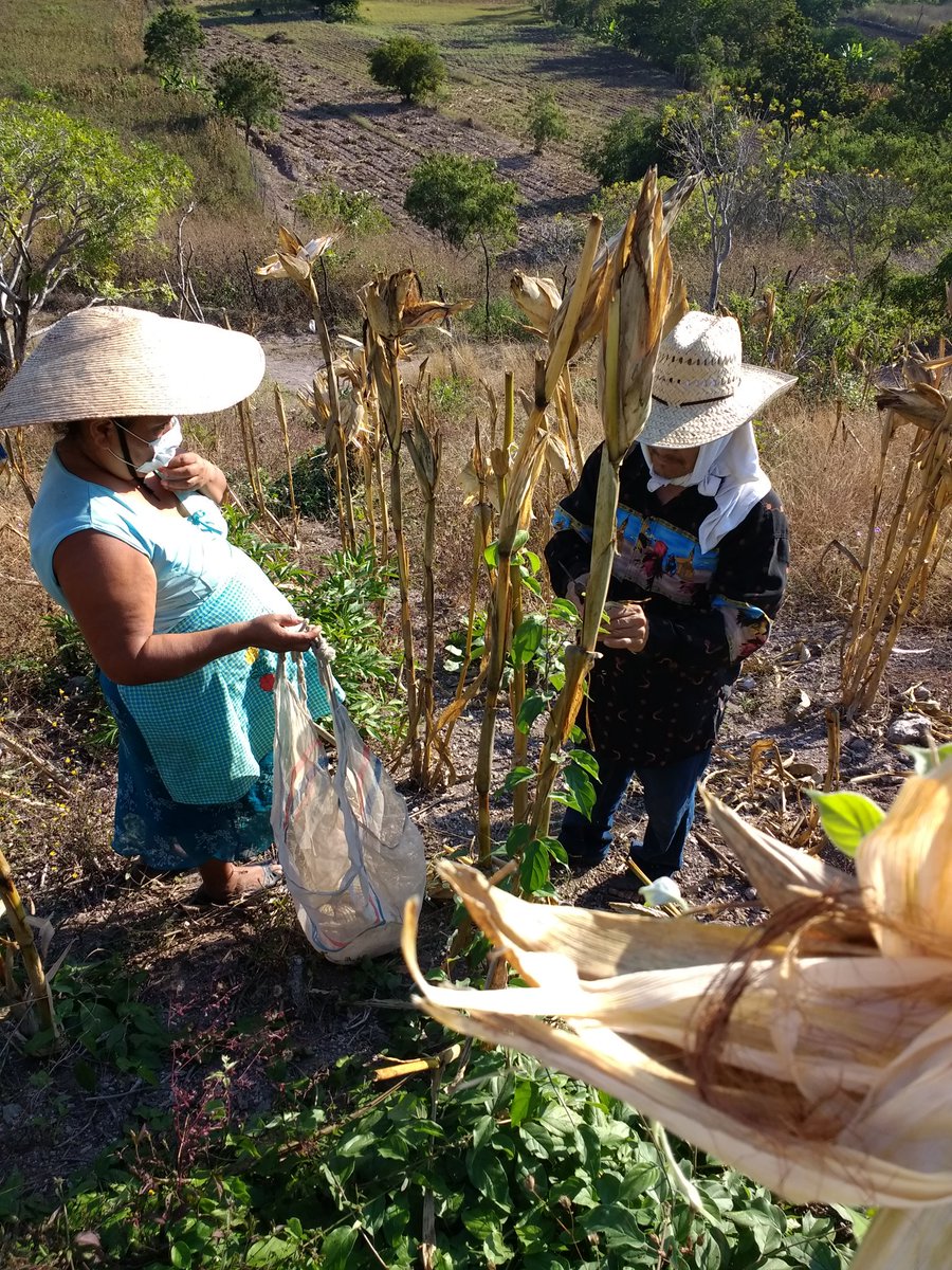 Isa69850753's tweet photo. Estimación de rendimiento de maíz criollo  en área de extensión  de la productora Asunción Alonso Rosendo, en la localidad de San Miguel Totolapa municipio de Huamuxtitlan. Gro. 
Asesor Técnico: Ma. Isabel Dominguez Morales
#PROAGROCapacita
#CIMMYT
#HubPCTO 
#AlianzaSustentables https://t.co/Mczd53ecN2