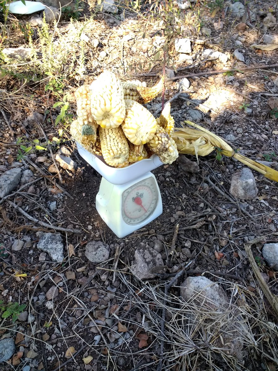 Isa69850753's tweet photo. Estimación de rendimiento de maíz criollo  en área de extensión  de la productora Asunción Alonso Rosendo, en la localidad de San Miguel Totolapa municipio de Huamuxtitlan. Gro. 
Asesor Técnico: Ma. Isabel Dominguez Morales
#PROAGROCapacita
#CIMMYT
#HubPCTO 
#AlianzaSustentables https://t.co/Mczd53ecN2