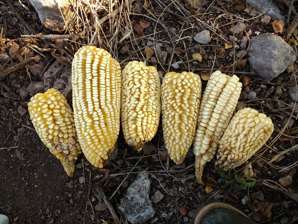 Isa69850753's tweet photo. Estimación de rendimiento de maíz criollo  en área de extensión  de la productora Asunción Alonso Rosendo, en la localidad de San Miguel Totolapa municipio de Huamuxtitlan. Gro. 
Asesor Técnico: Ma. Isabel Dominguez Morales
#PROAGROCapacita
#CIMMYT
#HubPCTO 
#AlianzaSustentables https://t.co/Mczd53ecN2