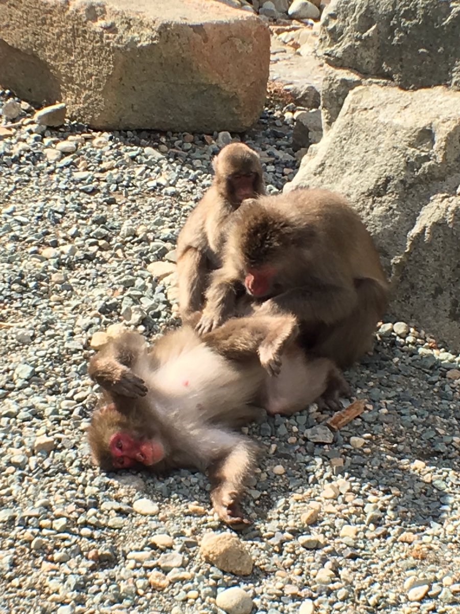 bubu_fish's tweet photo. 連休にお猿さんを見てきたけど、なんか家でも同じ様な光景を見たようなデジャヴ。 https://t.co/VWqddN7nyk
