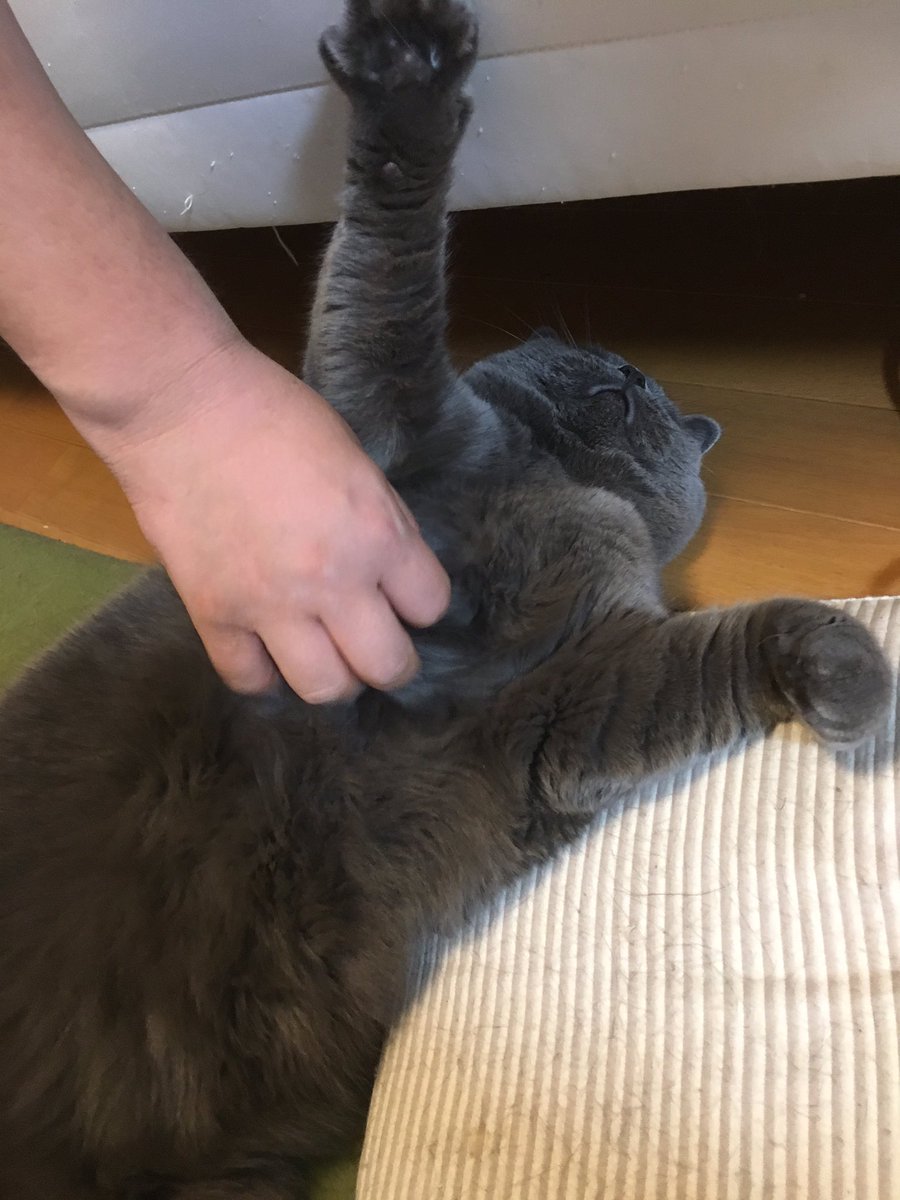 bubu_fish's tweet photo. 連休にお猿さんを見てきたけど、なんか家でも同じ様な光景を見たようなデジャヴ。 https://t.co/VWqddN7nyk