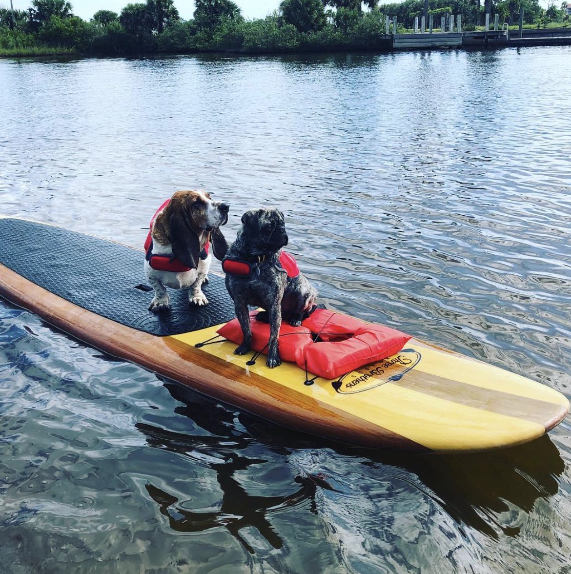 ThreeBrotherSUP's tweet photo. Because paddling with pups is WAY more fun! @danicarly Thanks for bring your fur babies on our tour!
#daytonabeach #SUP #dogs #threebrothersboards #paddleboarding #paddleboard #paddling #suppups #water #supshop #standuppaddleboarding #suptour https://t.co/UdyPEXnbdm
