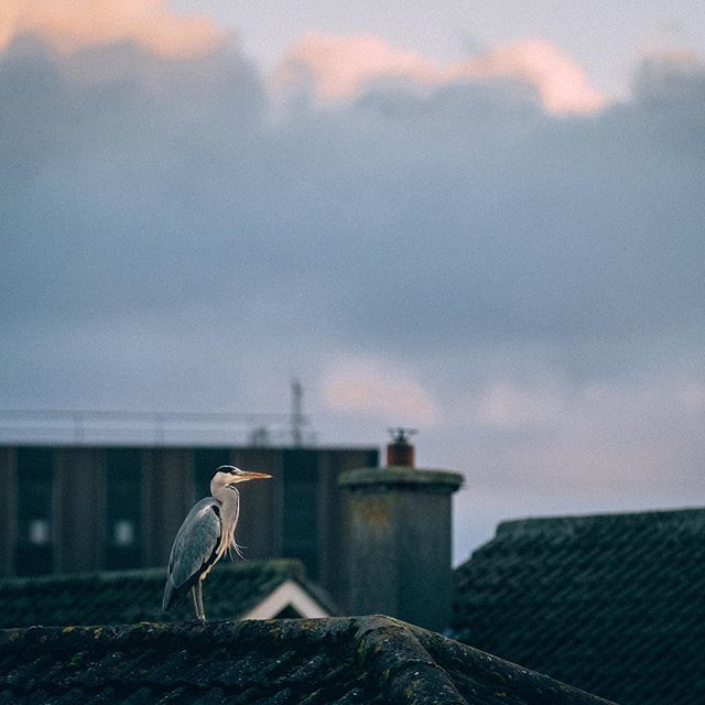 Henry the Cabra Heron
#heronsofinstagram ift.tt/2DWQzxD