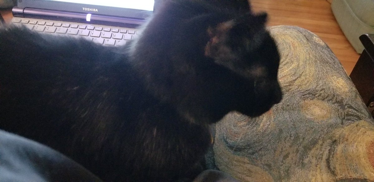 ProfTags's tweet image. This super soft guy has problems with a lot of basic cat skills, but he's definitely nailed the "laying on human's arm and lap to stop work" skill. #kittyTA #catsofpolisci