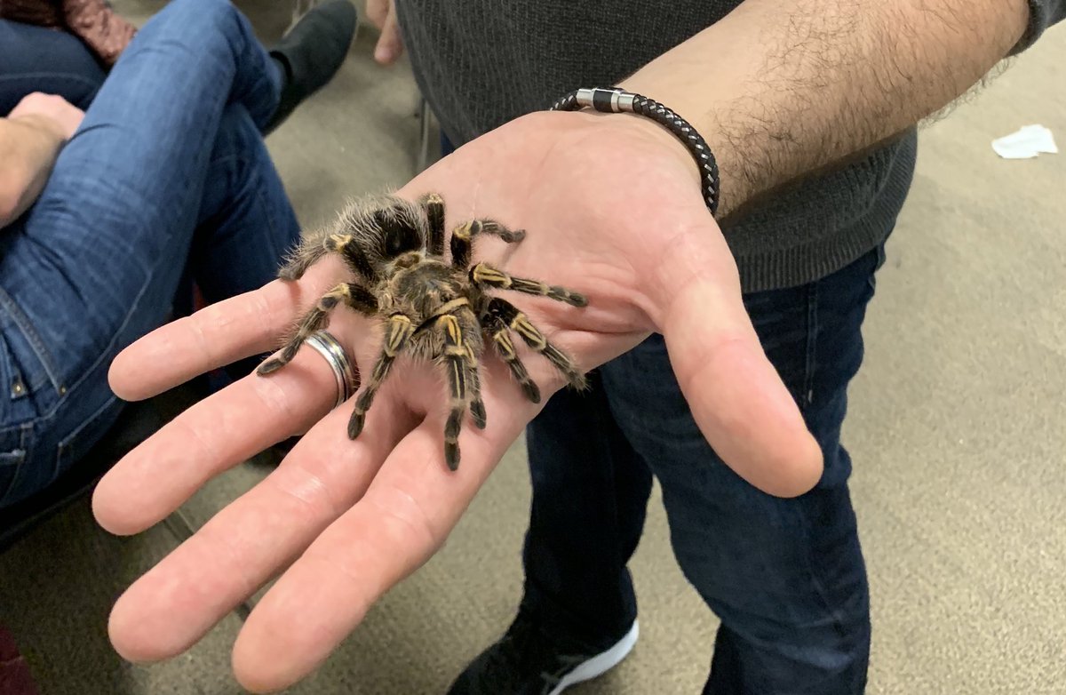 uniofgalway's tweet image. Great workshop being held @GalwayScience by NUI Galway Scientist Dr Michel Dugon! See lizards, snakes and much more. #GalwayScience
